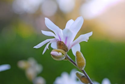 Magnolias