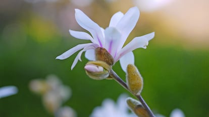 Las magnolias se recubren de unos tépalos sepaloides vellosos para proteger toda la estructura del frío y de las inclemencias.