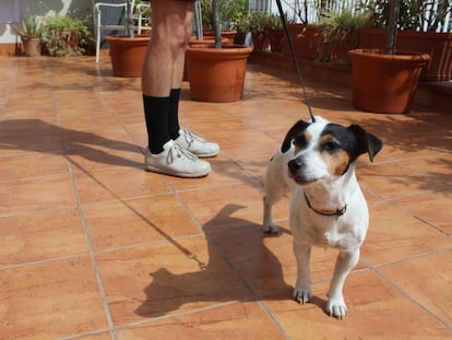 Pasear a 'Màxima' propicia cordiales diálogos con todo tipo de transeúntes.