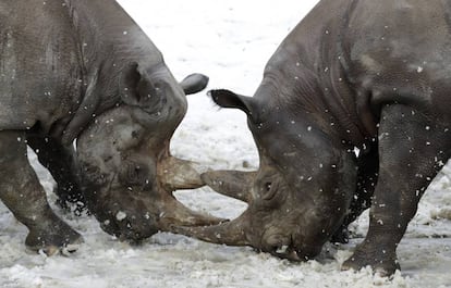 Dos rinocerontes negros juegan en la nieve de un zoo en República Checa.