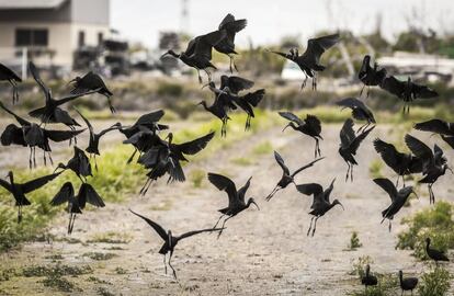 Hasta hace pocos años una especie poco frecuente en l´Albufera; el morito común, es hoy en día una de las aves acuáticas invernantes más abundante en el parque natural, especialmente en enero y febrero aprovechando los trabajos de mangueo del arrozal. A finales de marzo apenas son unas decenas las presentes en l´ Albufera, donde los moritos comunes reproductores se ven obligados a cambiar su ciclo habitual y desplazarse a cultivos de hortalizas y naranjos del entorno en espera de la inundación del arrozal previo al cultivo.