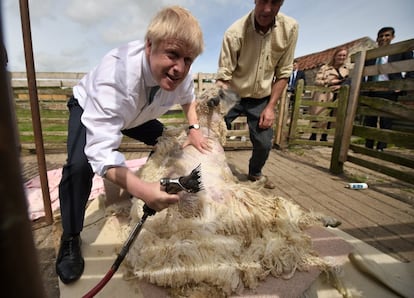 Johnson esquila una oveja durante una visita a una granja cerca de Ripon, en Reino Unido, el pasado 4 de julio.