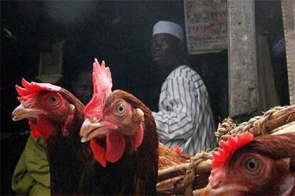 Venta de aves en un mercado de Lagos (Nigeria).