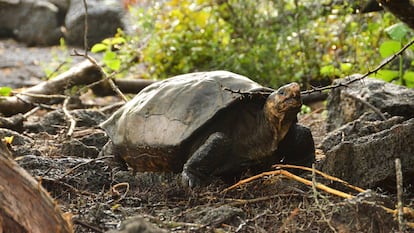 Fernanda, la única tortuga gigante viva conocida de Fernandina, ahora vive en el Centro de Crianza de Tortugas Gigantes del Parque Nacional Galápagos en la Isla Santa Cruz.