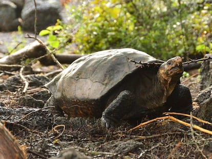 Fernanda, la única tortuga gigante viva conocida de Fernandina, ahora vive en el Centro de Crianza de Tortugas Gigantes del Parque Nacional Galápagos en la Isla Santa Cruz.