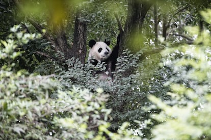 La clave en el éxito de las políticas de protección de los osos panda ha estado en la preservación del 65% de su hábitat natural, los bosques de la provincia de Sichuan.