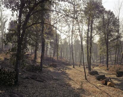 The woodcutter, La Toscana, Italia, 2002