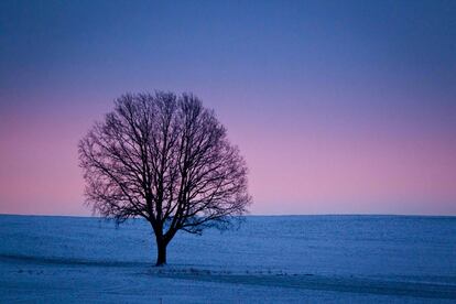 Los primeros rayos de sol iluminan este paraje cubierto de nieve cerca de Memmingen, sur de Alemania.