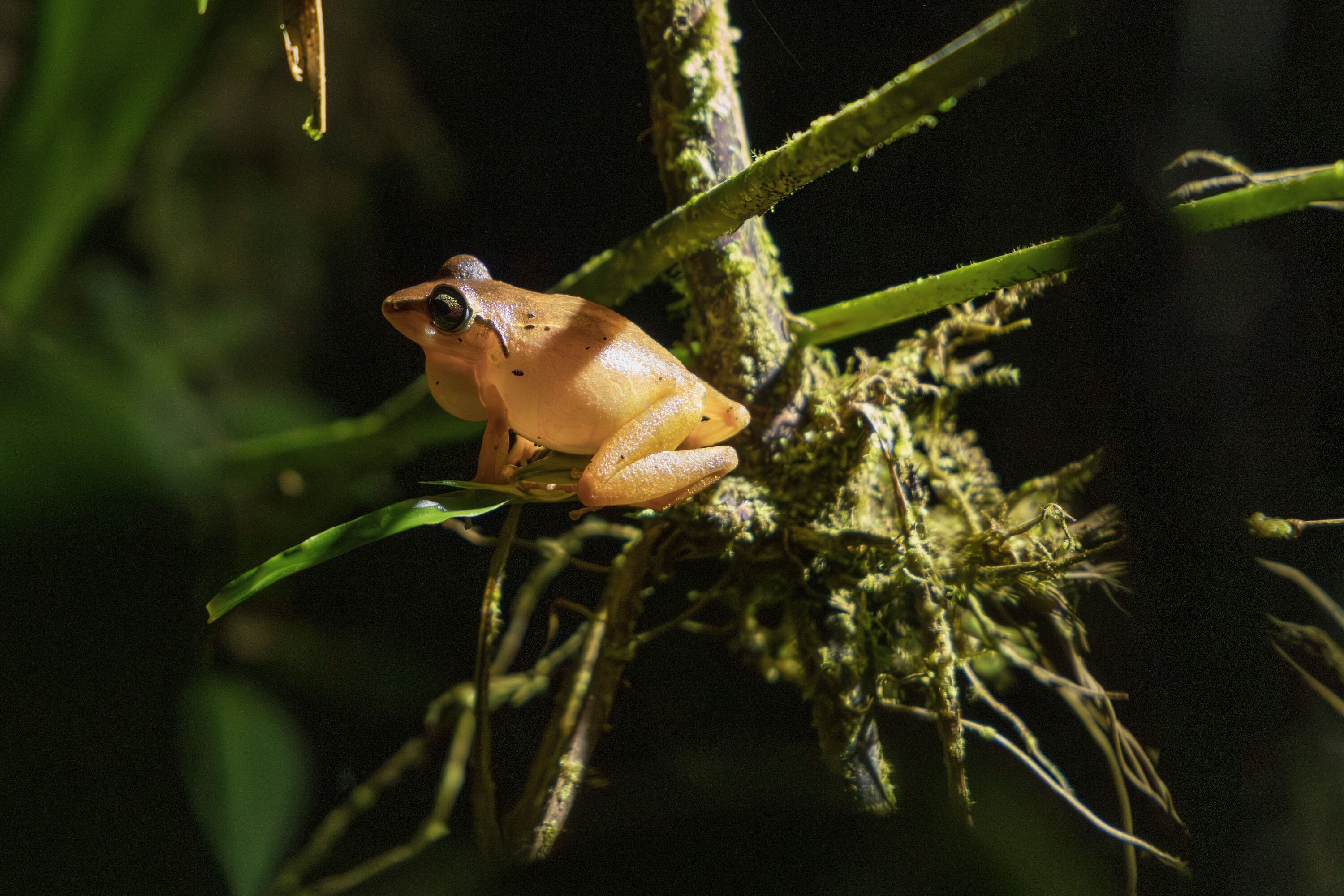 La orquesta de la biodiversidad que solo suena a oscuras