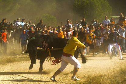 Un momento del Toro de la Vega hoy en Tordesillas (Valladolid)