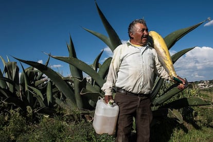 Un agricultor extrae aguamiel del maguey para producir pulque en Nanacamilpa, Tlaxcala.