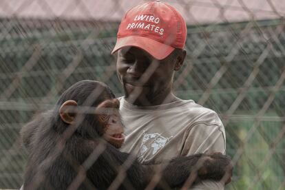 Ephraim Ngiribwa, uno de los empleados del CRPL, abraza a un joven chimpancé. Su trabajo consiste en proporcionar a los que han sido separados de sus familiares el cariño y las atenciones que necesitan.