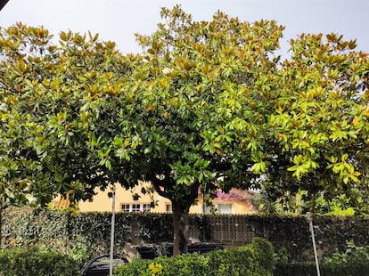 La magnolia sexagenaria de la casa familiar de Miguel Llana-Valdés, en Asturias.