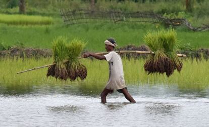 Agricultor indio lleva plántulas de arroz para sembrar en un campo agrícola en el pueblo de Raha (India).