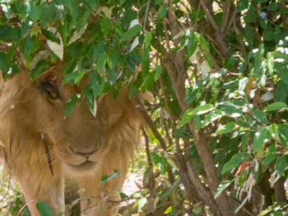 Historias de leones y turistas en el Masai Mara