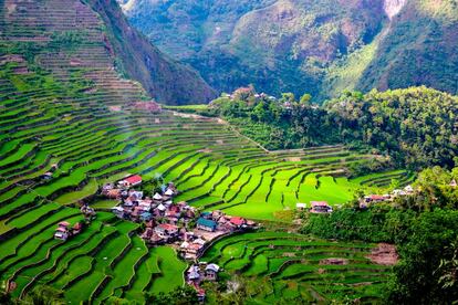 Las terrazas de arrozales de la región de Ifugao, declaradas patrimonio mundial, resultan increíbles todo el año, pero es mejor contemplarlas dos meses antes de la cosecha, cuando el verde es más brillante. En Batad (en la foto,) con dos siembras al año, los campos están más verdes de abril a mayo y de octubre a noviembre.