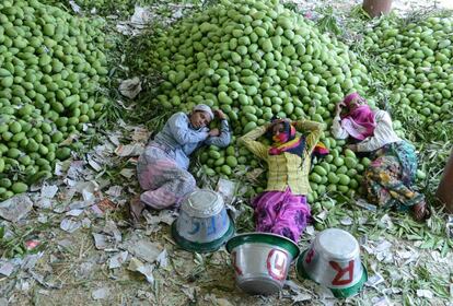 Tres trabajadoras indias descansan después de descargar mangos en el mercado de fruta de Gaddiannaram, a las afueras de Hyderabad (India).