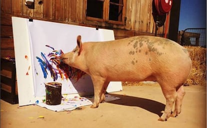 A porca 'Pigcasso' pinta um quadro no refúgio onde vive na Cidade do Cabo (África do Sul