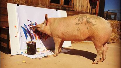 A porca 'Pigcasso' pinta um quadro no refúgio onde vive na Cidade do Cabo (África do Sul