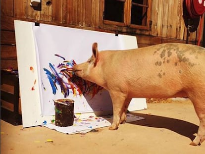 A porca 'Pigcasso' pinta um quadro no refúgio onde vive na Cidade do Cabo (África do Sul