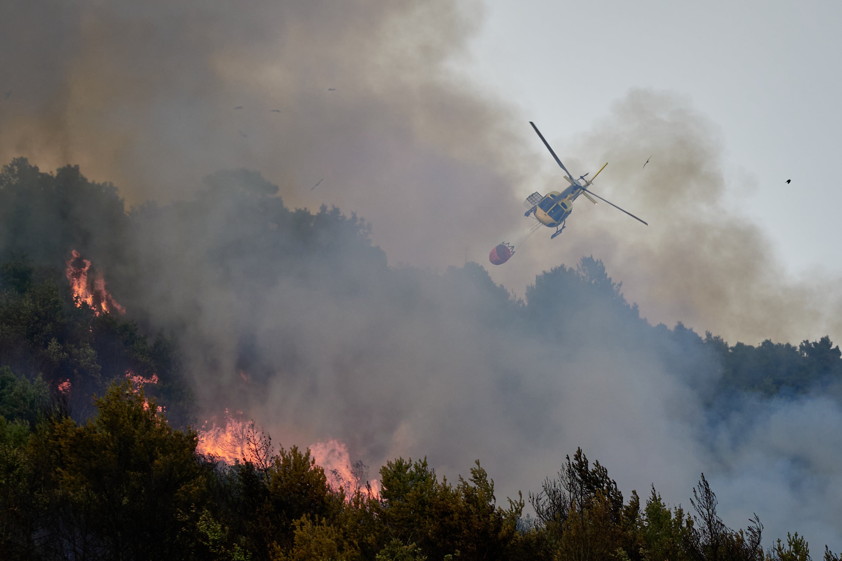 Una fiscalidad forestal para apagar el fuego