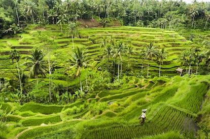 Arrozales en terrazas de un verde imposible, surf de primera, ceremonias en templos hin-dúes, fascinantes espectácu¬los de danza, sensacionales playas o pueblos encan¬tadores: hay tantas imágenes de Bali como viajeros. El espíritu artístico de Ubud puede ser el contrapunto a las caminatas entre volcanes y neblina. Y si buscamos la costa, una sorpresa: dar un pequeño salto al delicioso islote de Nusa Lembongan, frente al litoral sur.