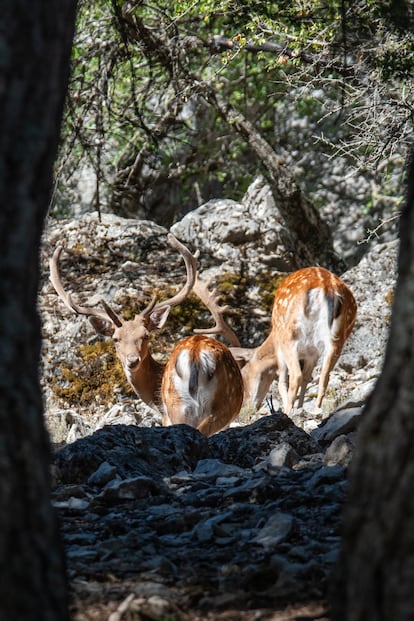 Dos ejemplares de ciervo en Sierra Morena.