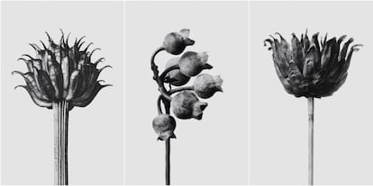 Karl Blossfeldt fotografió 6.000 especies botánicas y su obra se convirtió en arte por derecho propio cuando los surrealistas la descubrieron y la consagraron como objeto de culto.