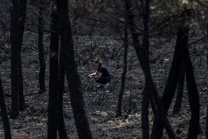 Los zamoranos se han manifestado para exigir ayudas y planes de prevención que impidan más sucesos como estos. Ahora afrontan una etapa larga de recuperación en la sierra de la Culebra y su entorno, unos parajes donde apenas hay industria o empresas y que hasta hace una semana vivía de la riqueza que generan estos bosques.