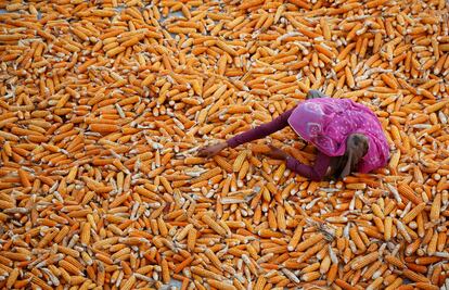 Una mujer seca maíz en la localidad de Aloli (India).