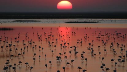 Flamencos en el Lucio del Membrillo en el parque nacional de Doñana.