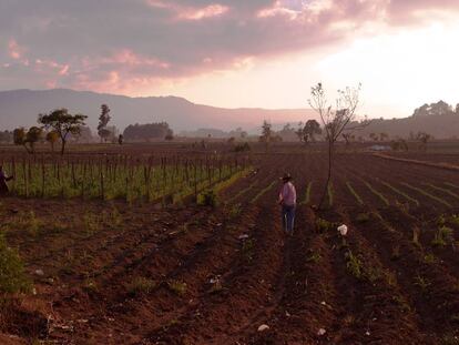 Un campesino trabaja la tierra en la tarde cerca de Tecpán, Chimaltenango, Guatemala