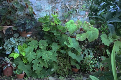 Begonias antiguas en un jardín particular.