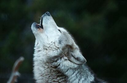 Un lobo a&uacute;lla en el parque estadounidense de Yellowstone.