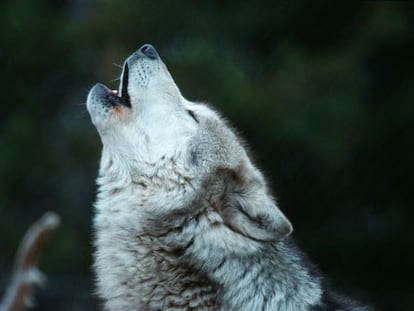 Un lobo a&uacute;lla en el parque estadounidense de Yellowstone.