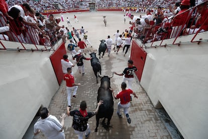 La manada de Jandilla a su llegada a la plaza de toros de Pamplona. 