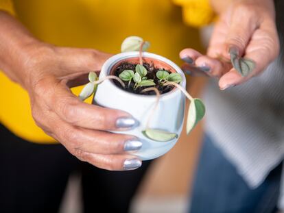 Una maceta con pequeños esquejes de 'peperomia caperata' que se convertirán en nuevas plantas.