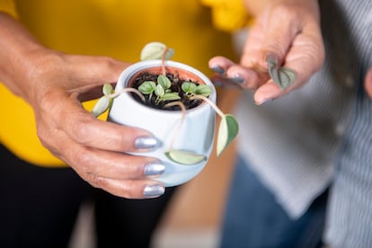 Una maceta con pequeños esquejes de 'peperomia caperata' que se convertirán en nuevas plantas.