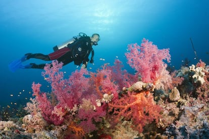 Coral en el Mar Rojo, en Egipto.