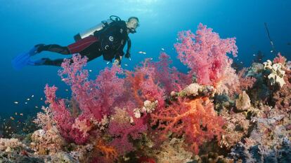 Coral en el Mar Rojo, en Egipto.