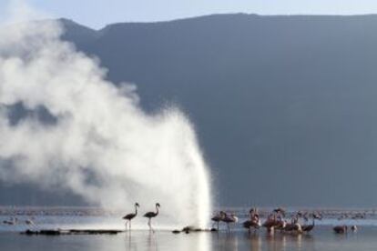 Flamencos enanos ante el géiser del lago Bogoria, en Kenia.