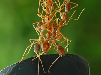 Un grupo de hormigas en Indonesia.