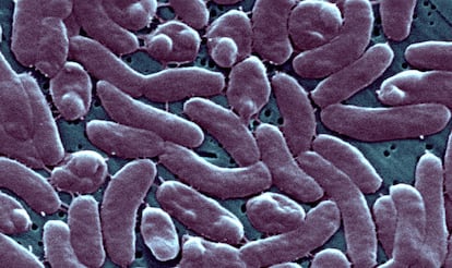 Vibrio Vulnificus