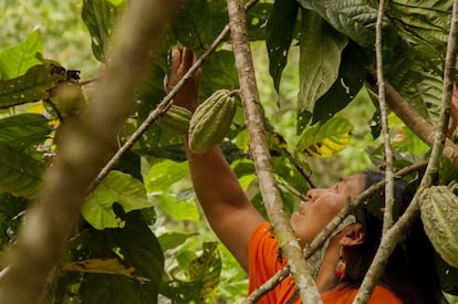 Waodani Okiye significa mujer Waorani en su propia lengua. Estas mujeres guerreras luchan por su pueblo, sus hijos e hijas, por su territorio y por la paz entre los pueblos indígenas que habitan la Amazonía ecuatoriana. Su forma de luchar se basa en proyectos de emprendimiento que dan paso al empoderamiento femenino y a la subsistencia de sus familias. En la imagen, Mencay Nenquihui Nihua recoge mazorcas de cacao en la comunidad waorani de Miwaguno.