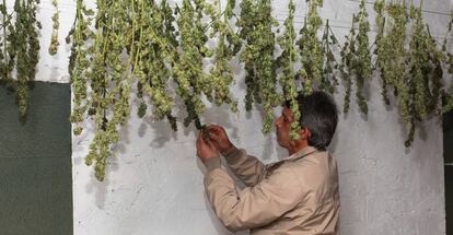 Secadero de marihuana de la Asociación Maritxu-Donosti en San Sebastián. 