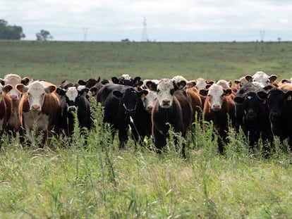 Vacas en un campo en Paysandú, Uruguay, el 10 de abril 2025.