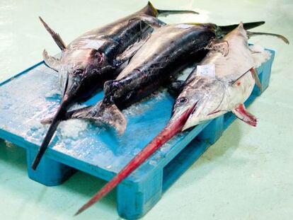 Tres ejemplares de pez espada en la subasta de pescado de la lonja de A Coru&ntilde;a. 