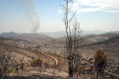 Un aspecto del paisaje desolador que queda en las zonas de Andaluca devastadas por el incendio forestal.