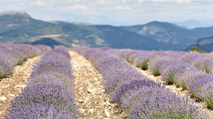 Parte de las ocho hectáreas de lavanda Carla.