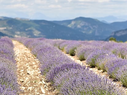 Parte de las ocho hectáreas de lavanda Carla.